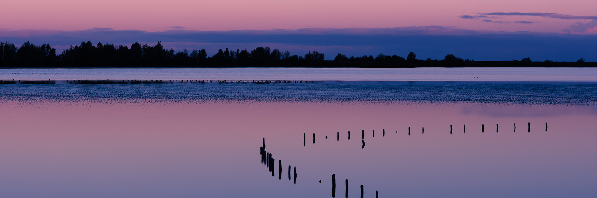 Blauwe uur Oostvaardersplassen 