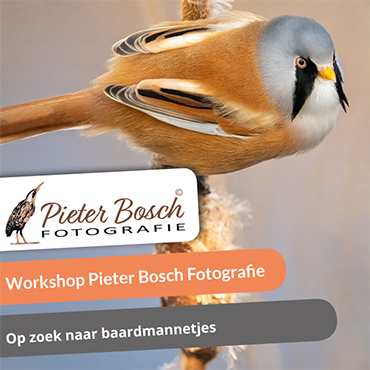 Op zoek naar baardmannetjes Oostvaardersplassen