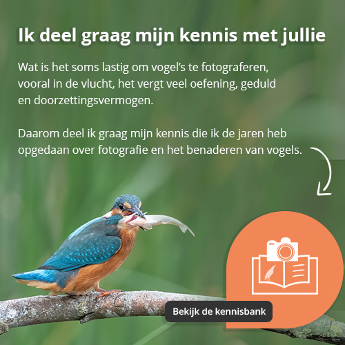 Bekijk de kennisbank van Pieter Bosch fotografie, over het fotograferen en benaderen van vogels in de natuur