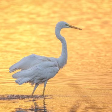 zilverreiger_nd5_6707.jpg