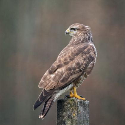 ND5_2205-buizerd.jpg