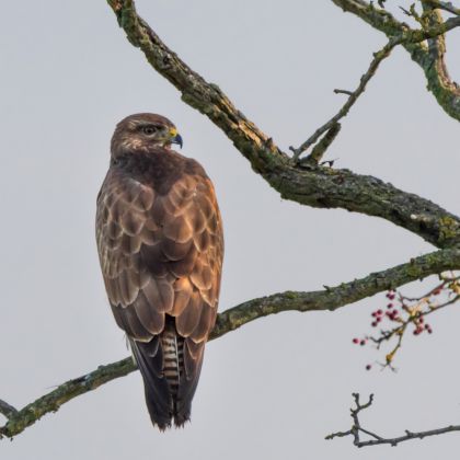 Buizerd