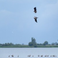 Henk Regeling