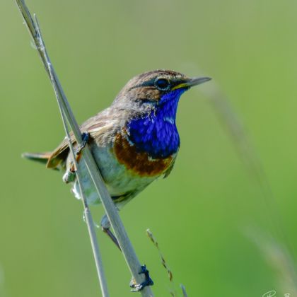 Blauwborst