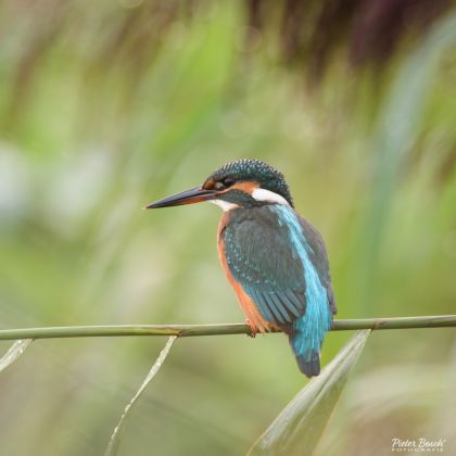 ijsvogel_oostvaardersveld.jpg