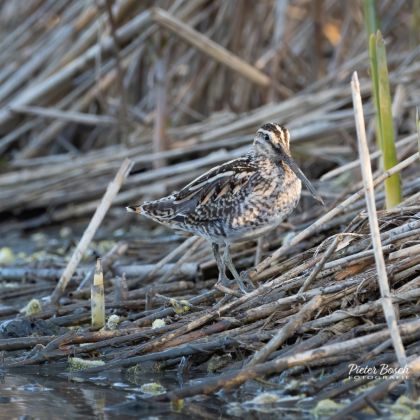 Watersnip