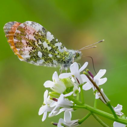 Macrofotografie