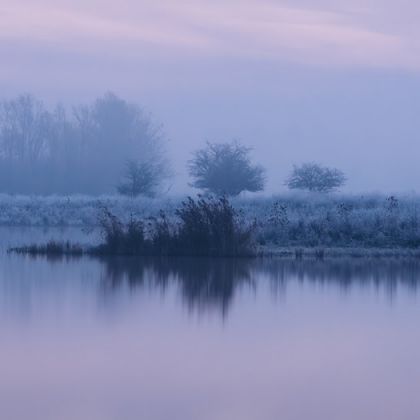 oostvaardersveld.jpg