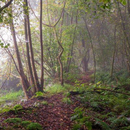 _DSC2846-misty_forest.jpg