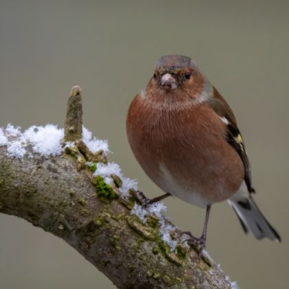 Vink