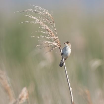 Kleine karekiet