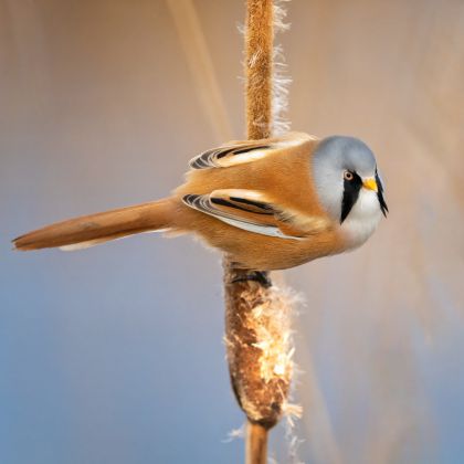 Baardmannetje