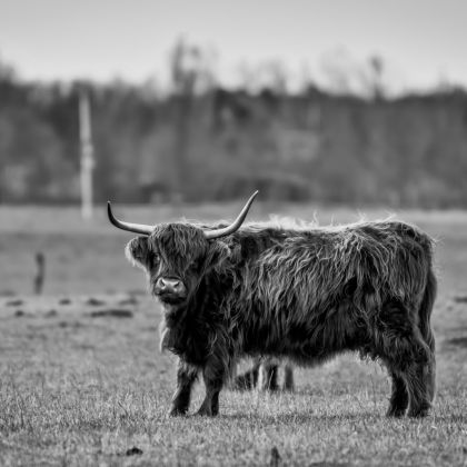 Schotse Hooglander