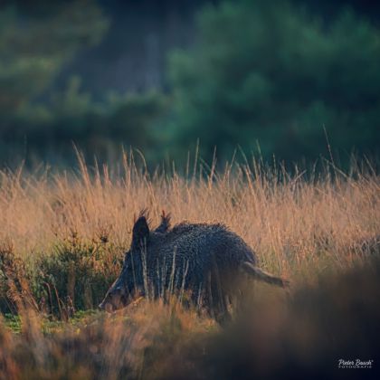 _END1655-bewerkt_HDR.jpg