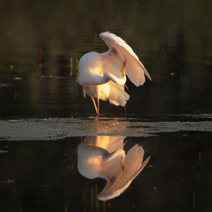 nd5_7614zilverreiger.jpg