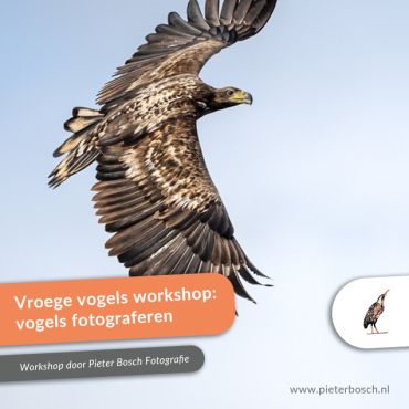 Privé workshop: vroege  vogels fotograferen