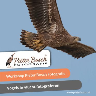 Vroege vogels workshop vogels fotograferen