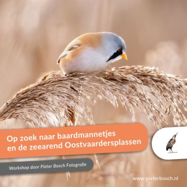 Privé workshop op zoek naar baardmannetjes en zeearend