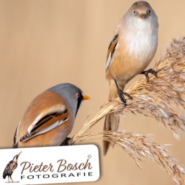 Op zoek naar baardmannetjes en de zeearend Oostvaardersplassen