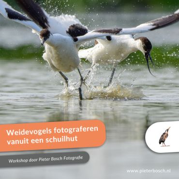 Weidevogels fotograferen vanuit een schuilhut