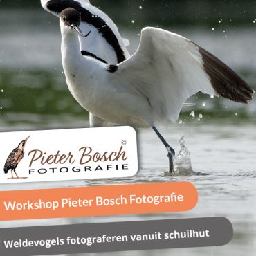 Weidevogels fotograferen vanuit een schuilhut