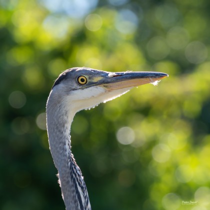 DSC_2899.jpg