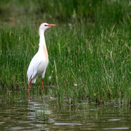 Reiger