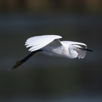 Reiger