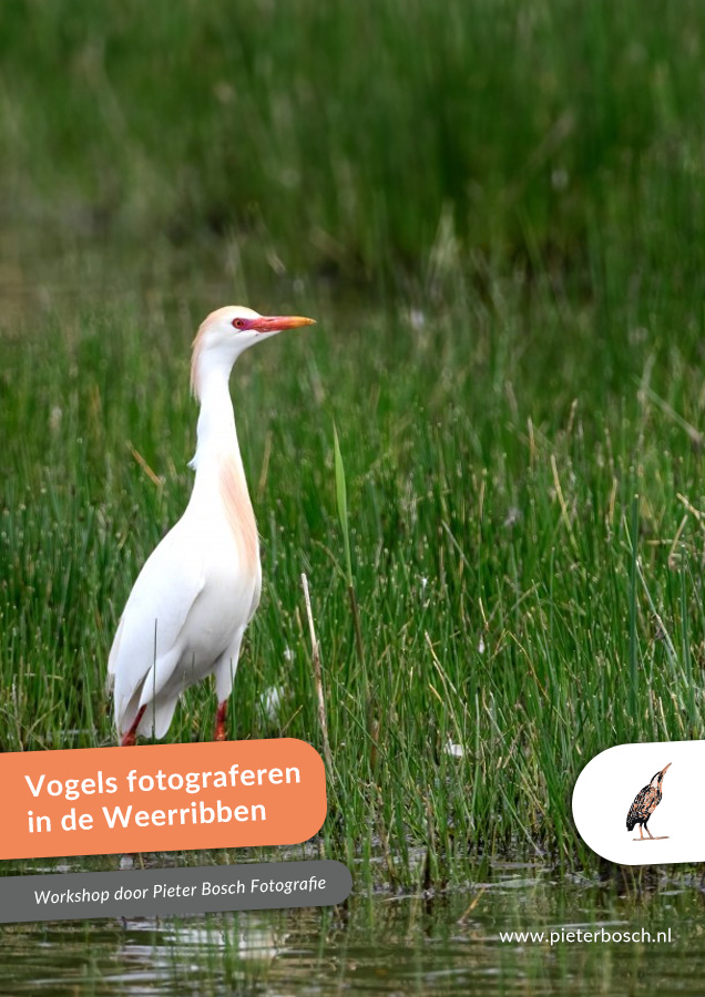 fotograferen-vogels-indeweerribben-workshop-pieterbosch-fotografie.jpg