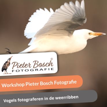 Vogels fotograferen in de weerribben