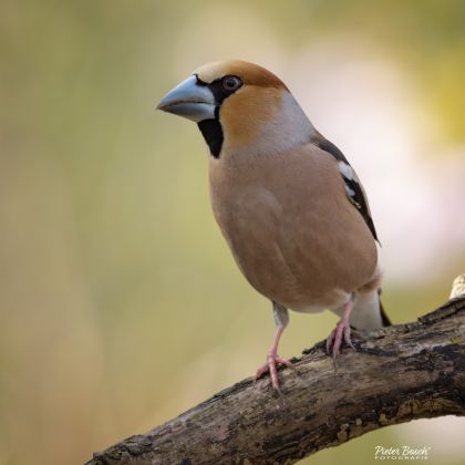 appelvink_9054.jpg