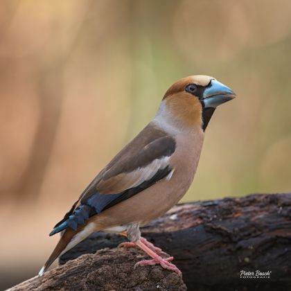 appelvink_9091.jpg